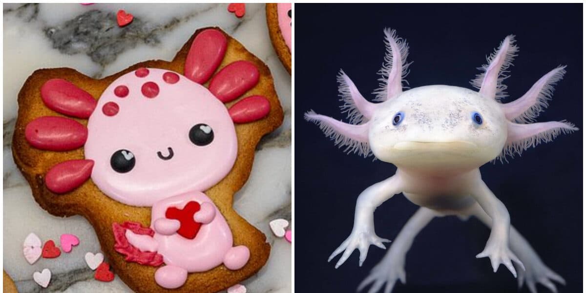 Galleta Ajolote