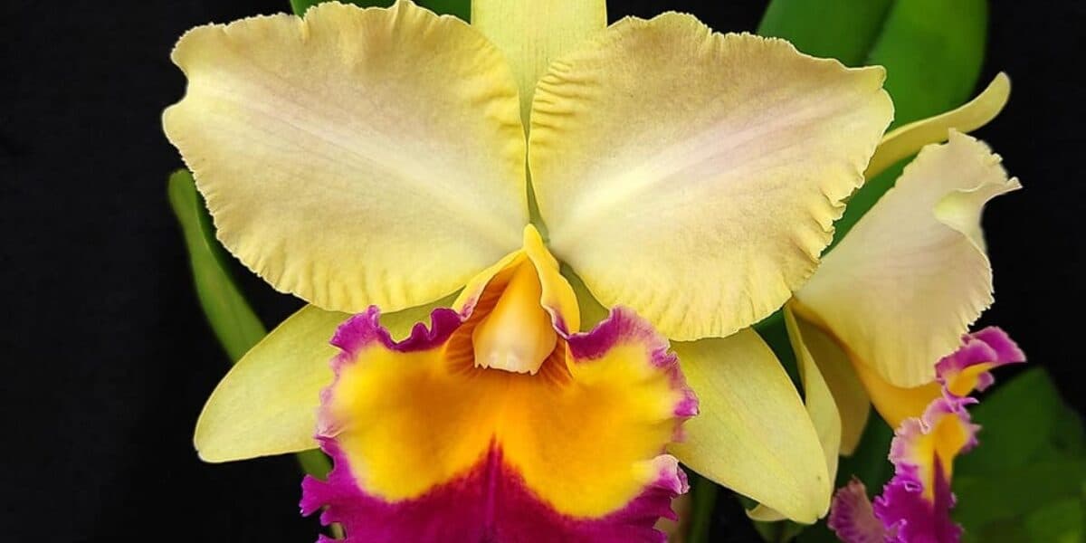 ¿Te gustan las plantas? Lánzate a esta expo-venta de orquídeas en la CDMX