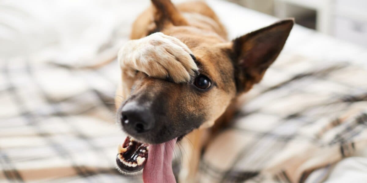 Esterilización y vacunas para perros gratis en la CDMX; ¿en dónde?