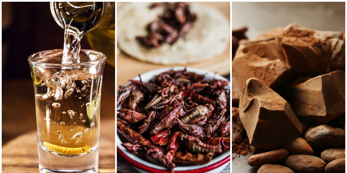 Llega Festival Ancestrales: Mezcal, Insectos y Xocolatl en la CDMX