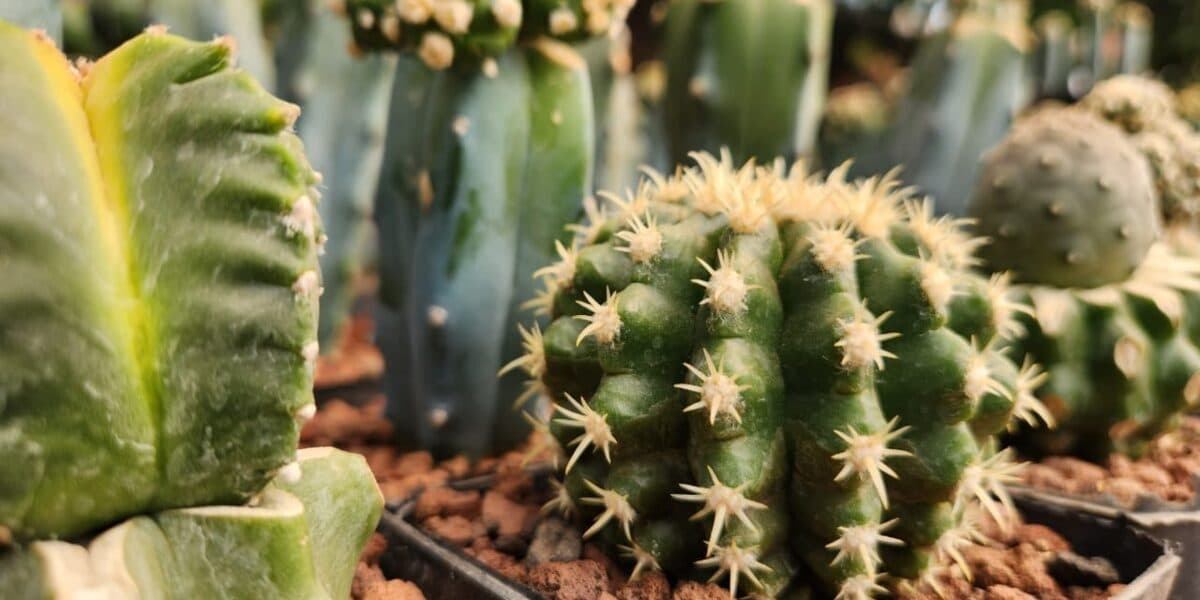Festival de cactáceas en Xochimilco, ¿cuándo?