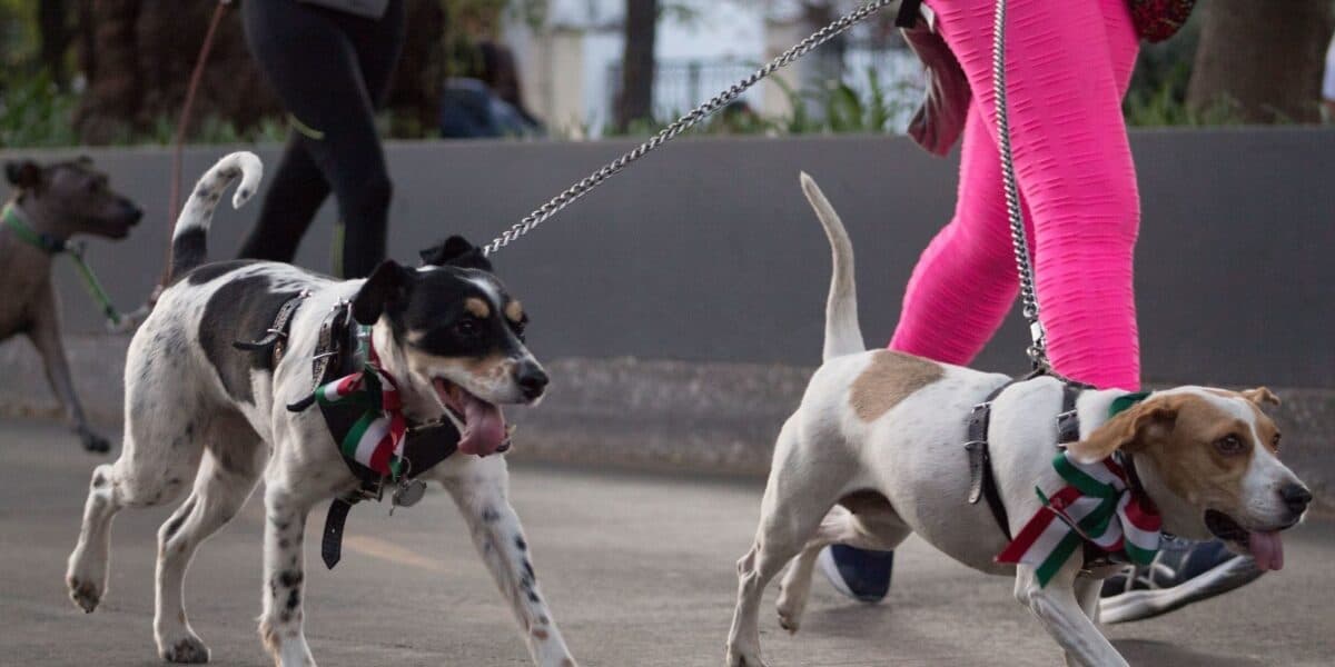 ¡A correr! Lleva a tu perro a este maratón en CDMX