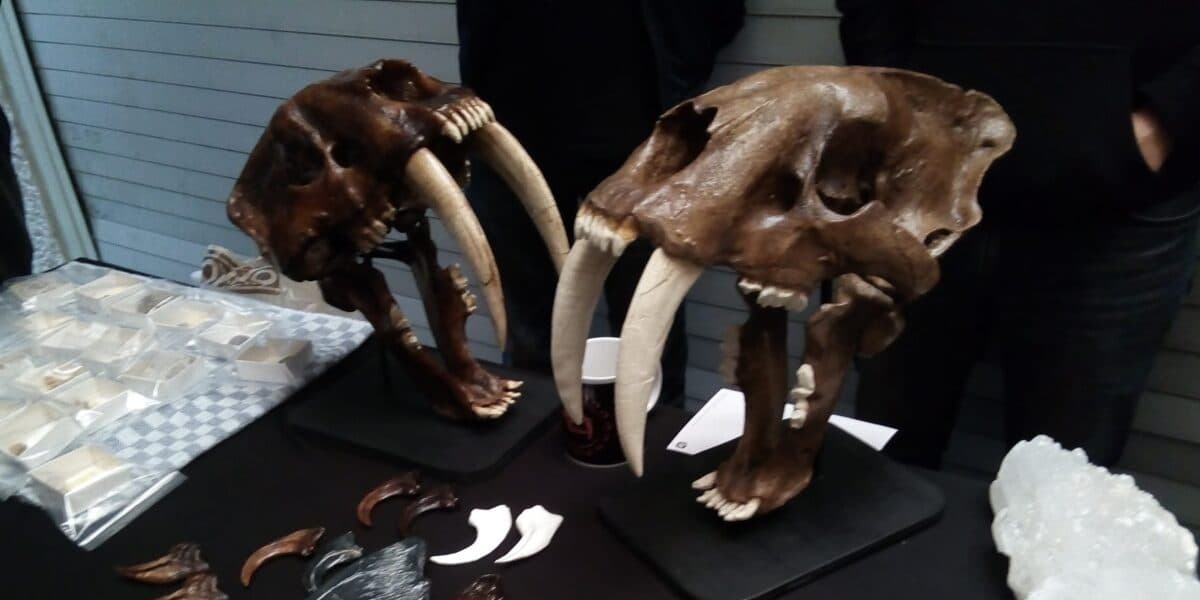 Expo Fósiles y Minerales CDMX; ¿cuándo y en dónde es?