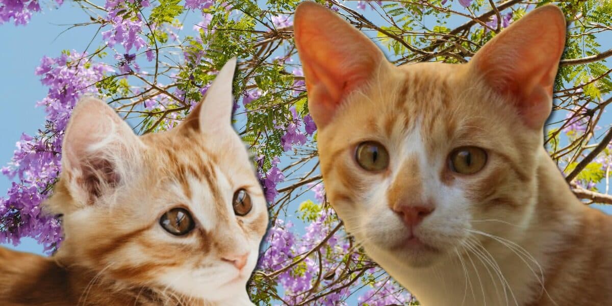 Miau Fest Edición Primavera 2024: ¿cuándo y en dónde será?