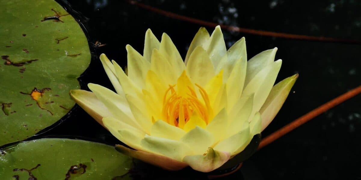 ¿Amas las plantas? UNAM tendrá actividades por el Día de los Jardines Botánicos