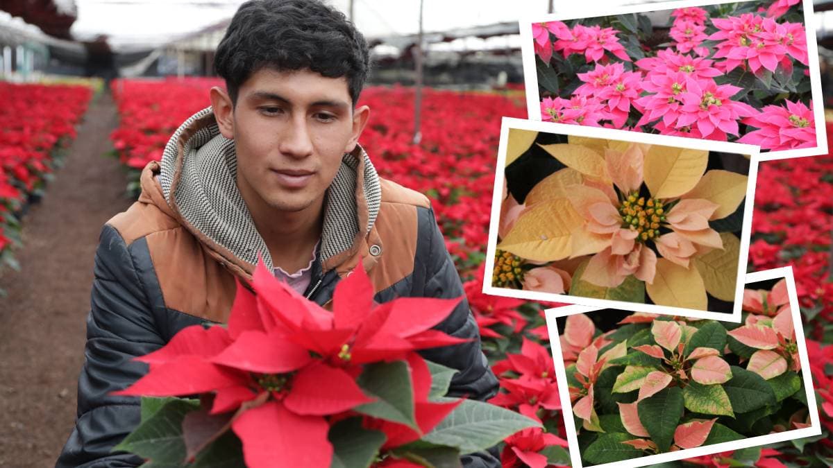 Flor e Nochebuena en CDMX