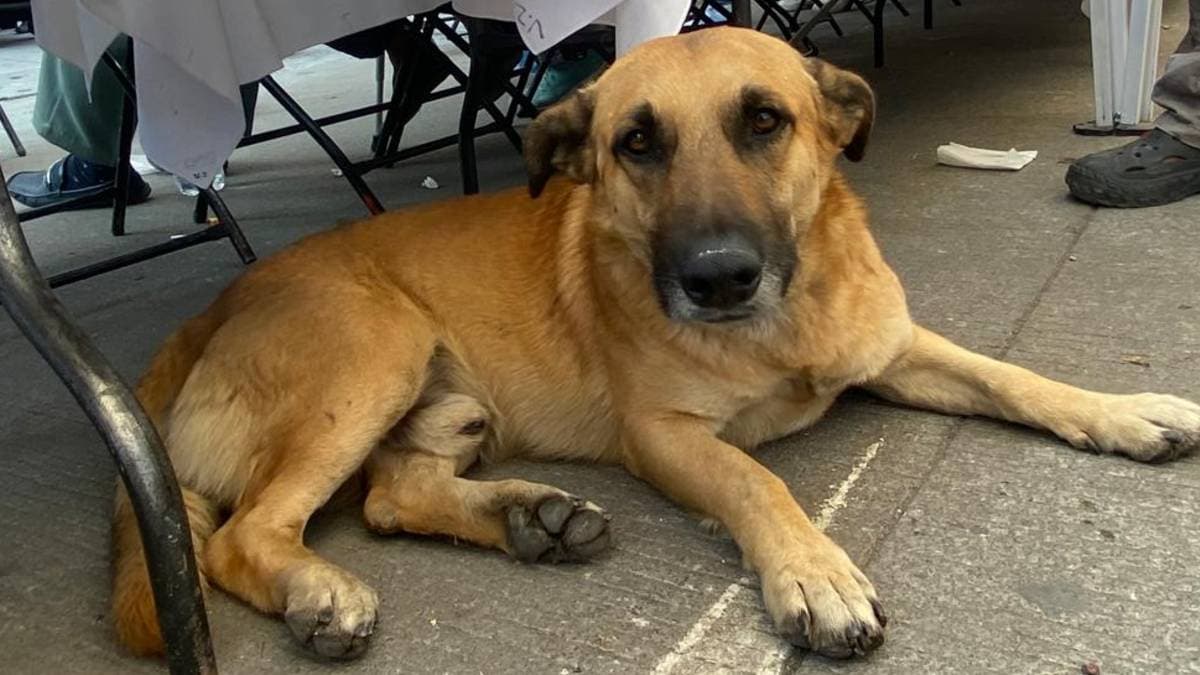 Perros peregrinos de la Basílica de Guadalupe