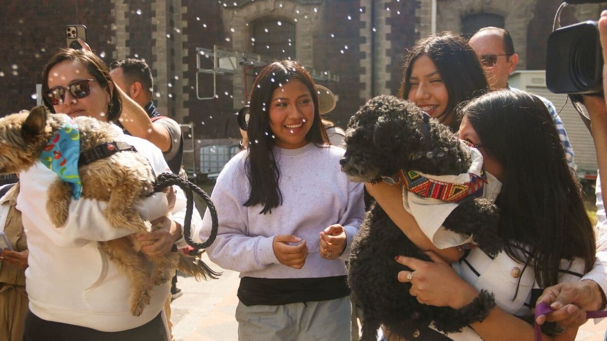 bendición perritos catedral