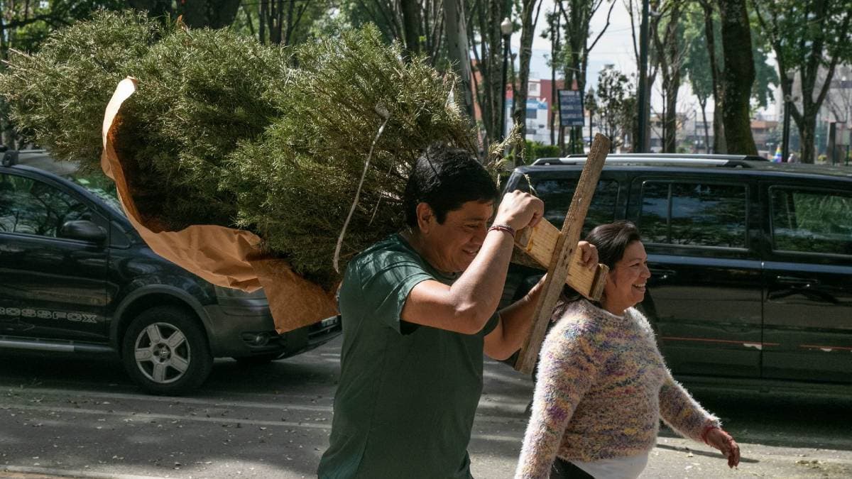 Centros de acopio para llevar tu árbol de Navidad en CDMX