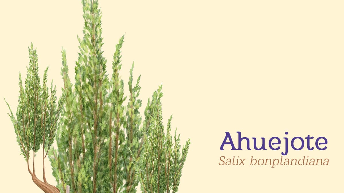 ahuejote flora citadina árboles cdmx