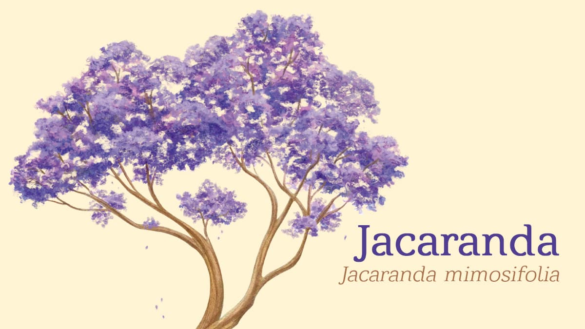 jacaranda árboles cdmx