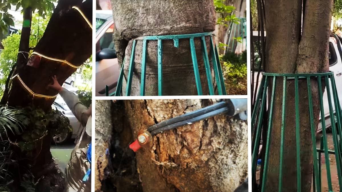 Dañan árboles de CDMX