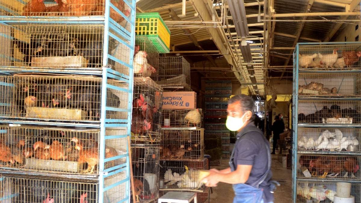 Prohiben vender animales en Mercado de Sonora
