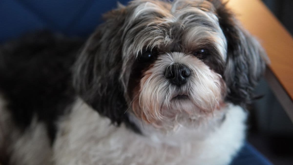 Reunión de Shih Tzus en Chapultepec con disfraces incluidos ¡Ternuritas!