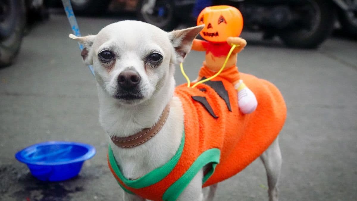 Lleva a tu perrito a este suave Halloween.
