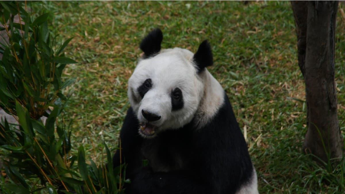 El Gobierno de CDMX buscará traer una nueva osa panda como Xin Xin