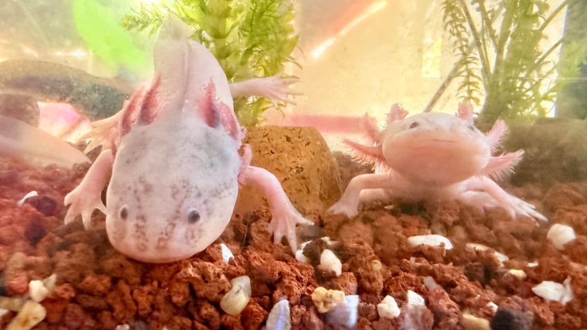 Todo lo que no sabías de los ajolotes: fuimos con un experto y salimos en shock