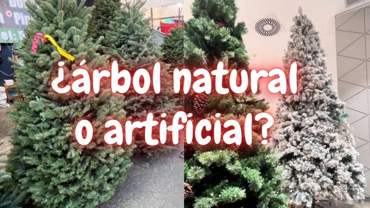 ¿Ya pusiste tu arbolito de Navidad?