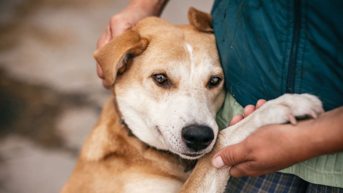 Te contamos dónde será la próxima feria de adopción.
