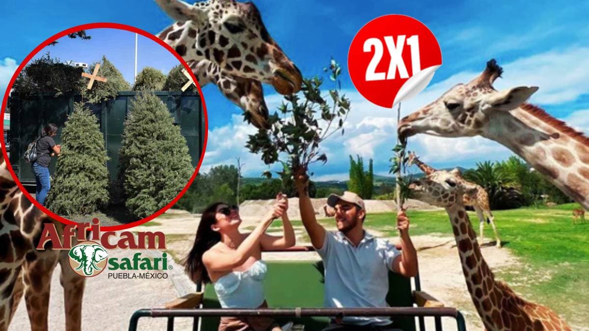Reciclaje de árbol de Navidad otorga 2x1 en Africam Safari
