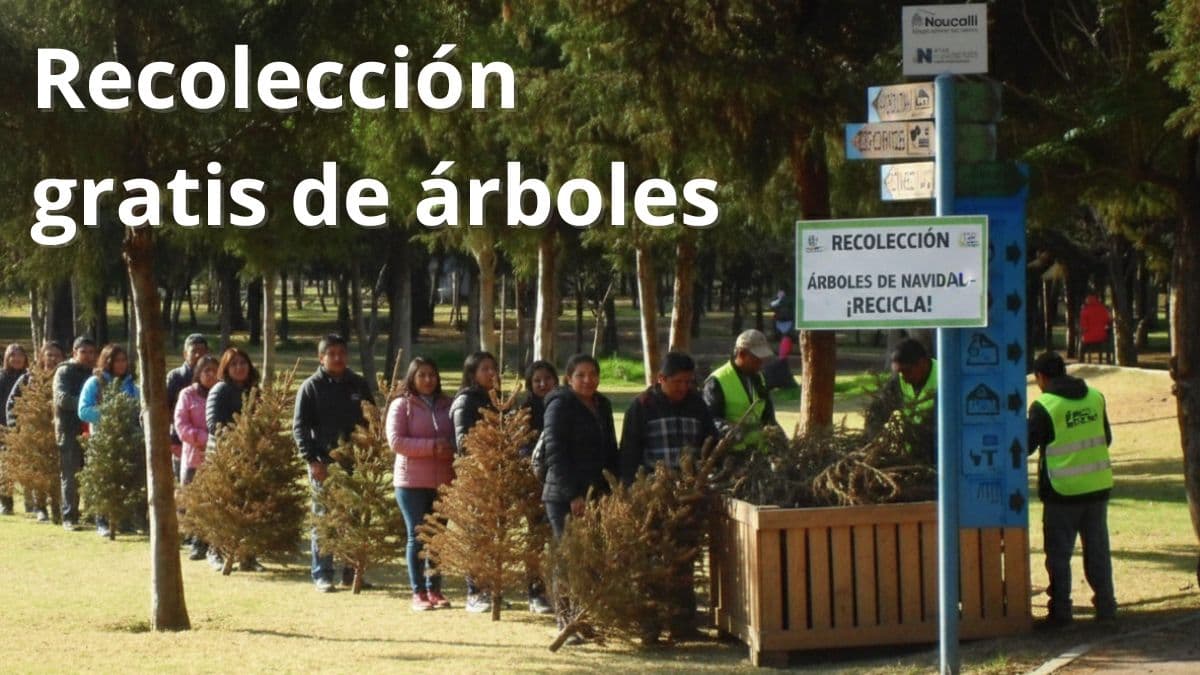 Los arbolitos recolectados son utilizados para la producción de composta y otros insumos que contribuyen a mejorar la calidad del suelo y reducir residuos.