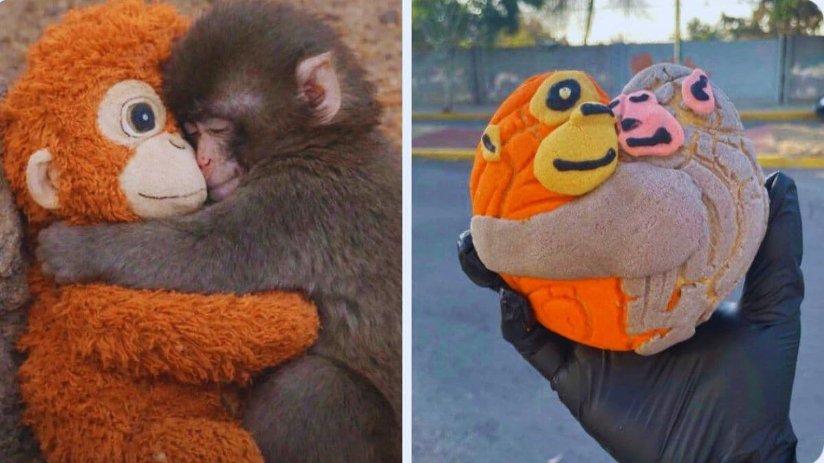 ¡Llegaron las Conchanguitos! Dónde comprar el pan de Punch que es viral en CDMX