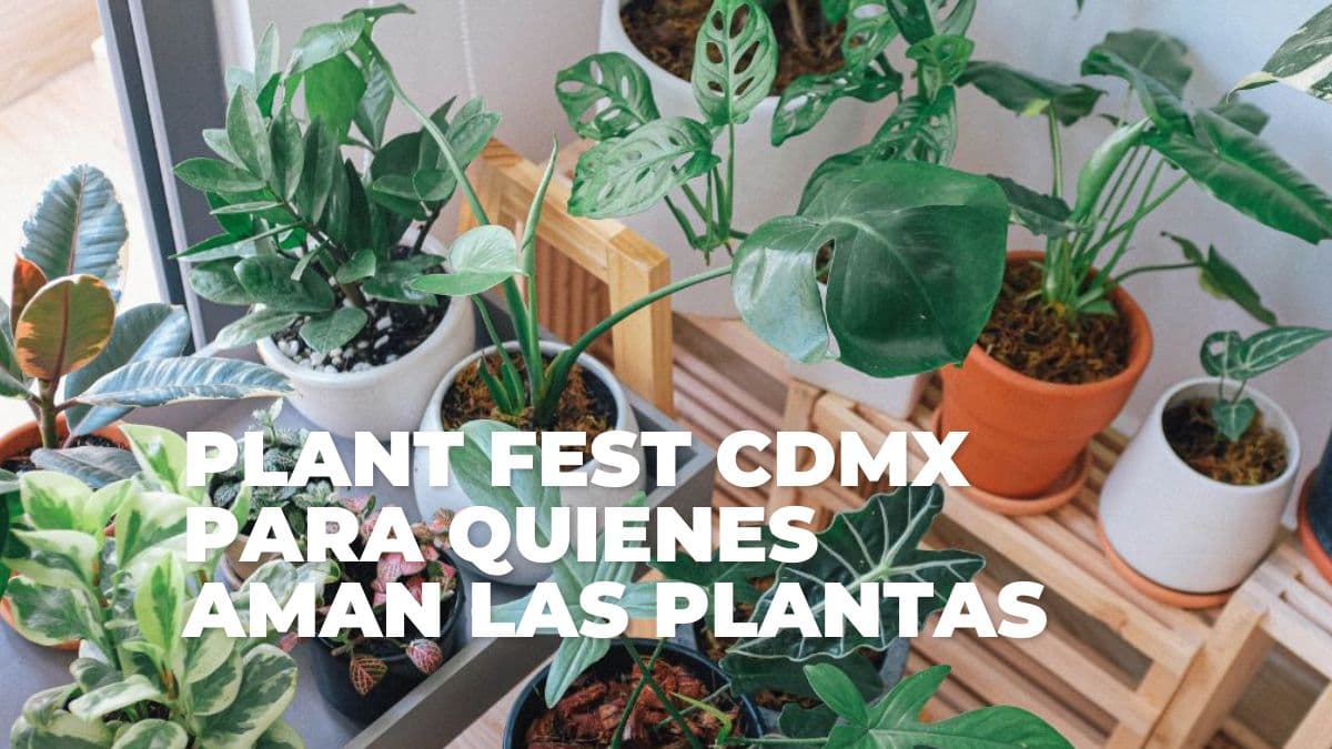 Nueva edición del Plant Fest en CDMX.