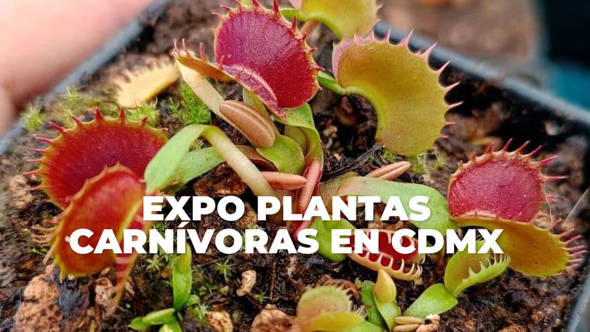Habrá Expo Plantas Carnívoras en CDMX.