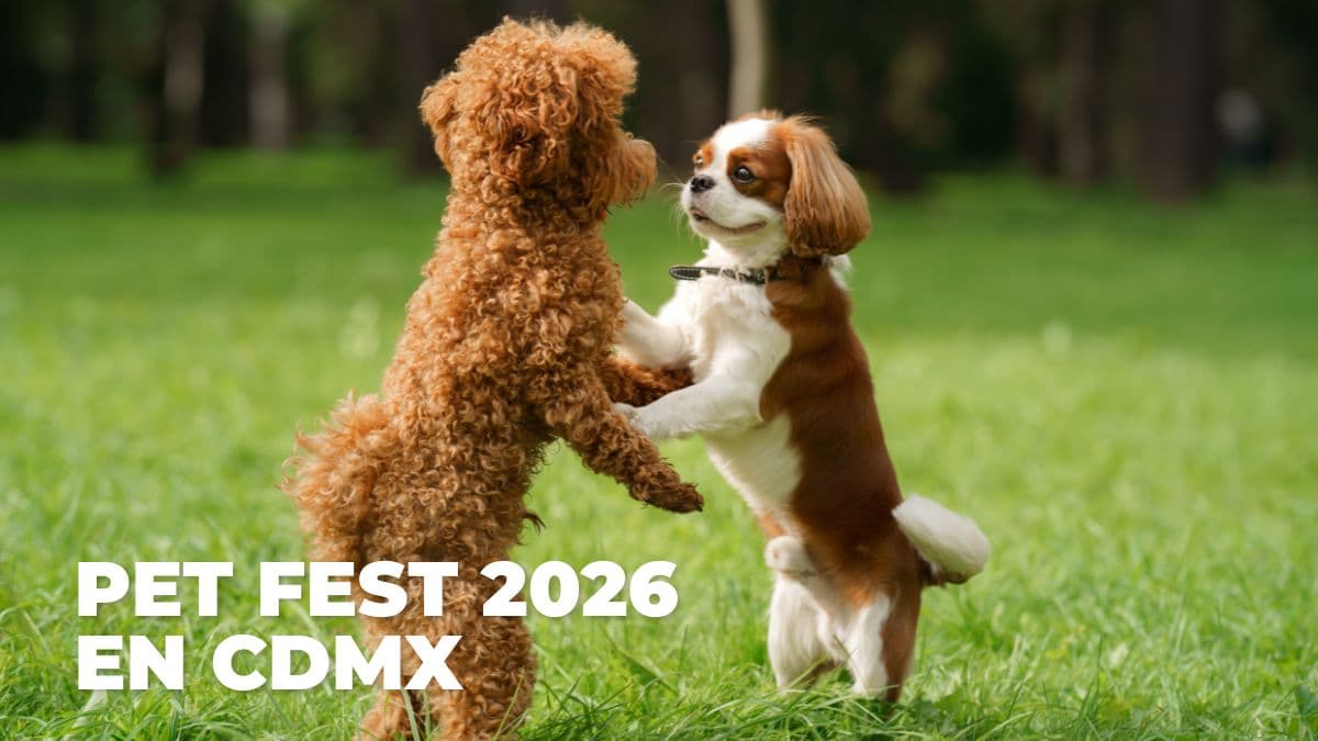 Lleva a tu perrito o gatito a una experiencia diferente en un entorno seguro en la CDMX.