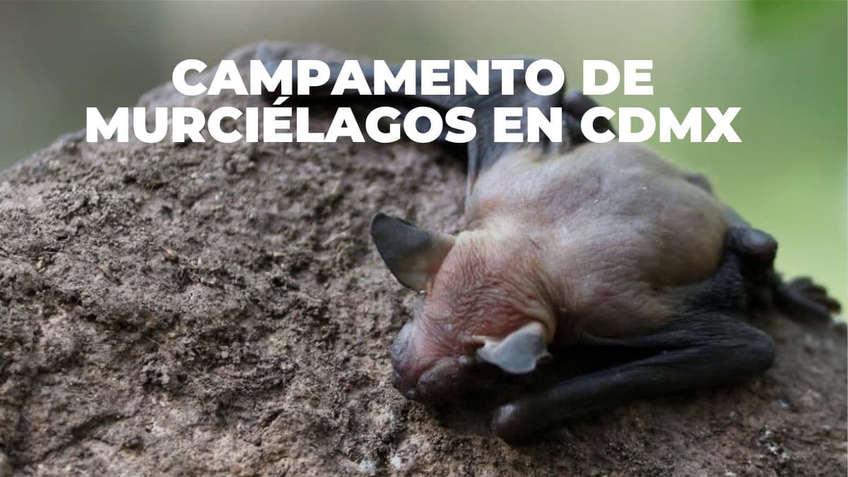 La CDMX tendrá un Campamento de Murciélagos con recorridos nocturnos, observación de fauna y actividades ambientales.