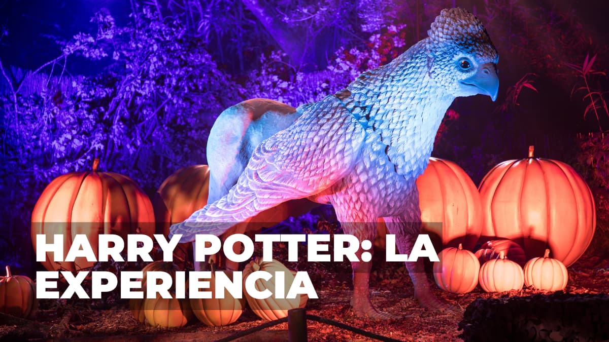 Prepárate una experiencia mágica del universo de Harry Potter.