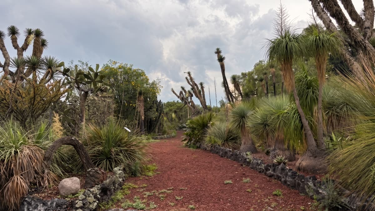 探索墨西哥神秘植物:UNAM植物园“隐秘植物学”主题游览活动