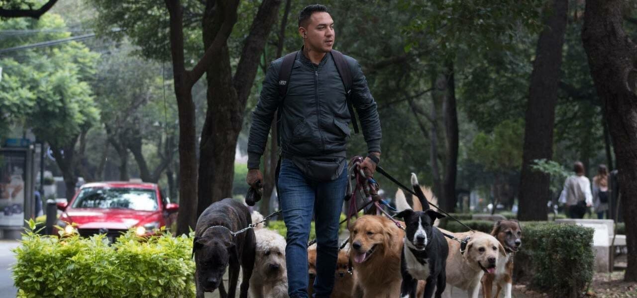 Curso para paseadores de perros