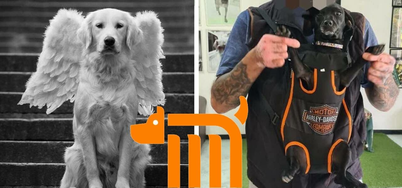 Historias del Regugio canino del Metro