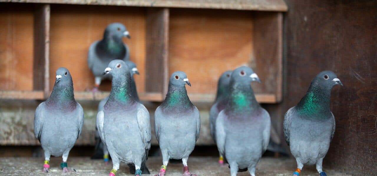 Colombofilia palomas mensajeras