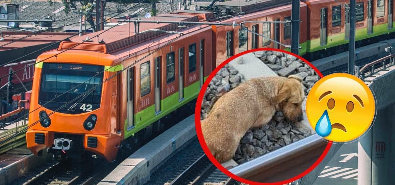 Perrito atropellado en la Línea 12 del Metro