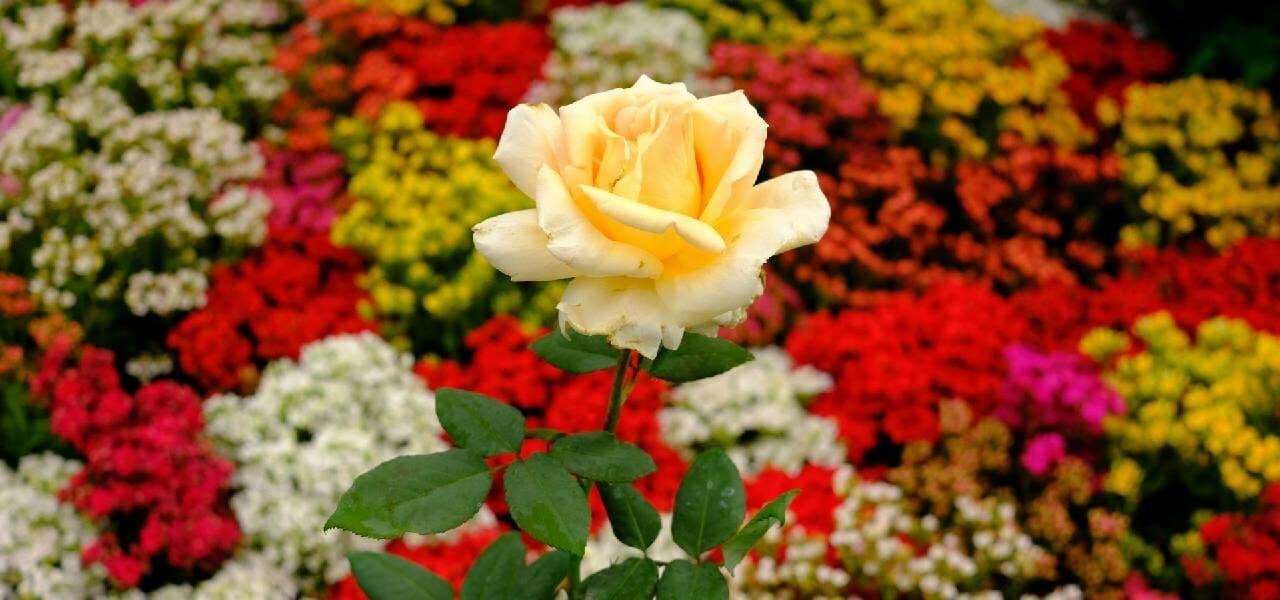 Feria de la Flor de Cuernavaca 2024