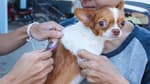 ¿Ya vacunaste a Firulais? Llévalo a esta jornada de vacunación y desparasitación para perros y gatos en CDMX