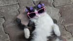 Tomorrow Cat 2025: el plan purrfecto para los amantes de los michis en CDMX