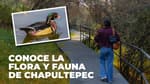 Conoce los animales y plantas que viven en Chapultepec: ¡únete a este recorrido!