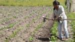 Mujeres productoras podrán liberarse de deudas impagables: así funciona el programa “Volver a Crecer”