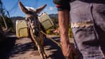 Nueva ley en el Edomex protege a caballos y burros: tienen derecho a un día libre y hora para comer