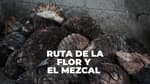Así es la Ruta de la Flor y el Mezcal en Edomex: un viaje entre rosas, agaves y tradición
