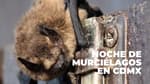 Habrá recorrido nocturno para conocer a los murciélagos de CDMX: fecha, lugar y registro
