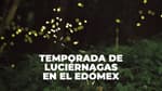 ¿Dónde ver luciérnagas cerca de CDMX? Estos son los mejores destinos del Edomex