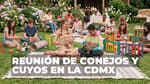 Regresa la adorable reunión de conejos y cuyos en la CDMX con entrada GRATIS: ¿cuándo y dónde será?