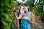 Temporada de vendimias en Querétaro, donde el vino y la fiesta se unen