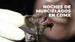 Campamento y recorridos: así serán las Noches de Murciélagos en agosto 2026