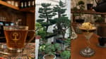 Bonsáis, café y matcha: Conoce el lugar más zen de San Ángel, CDMX