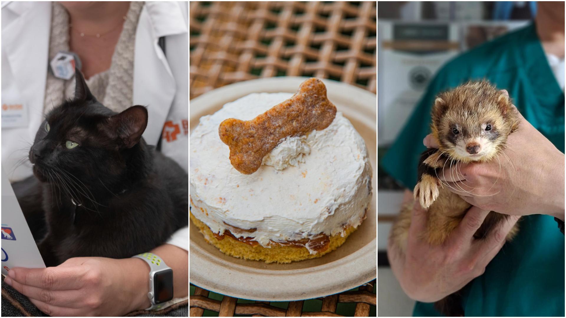 animales de compañía